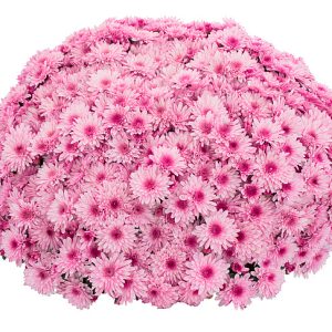 Саженец хризантема Lively pink bicolor ЗКС P9 0,5 л.