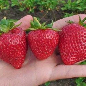 Клубника Твист (рассада) ЗКС 0.5л