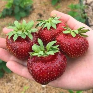 Клубника Мальвина (рассада) ЗКС 0.5л